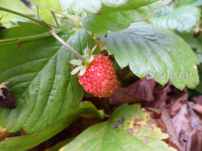 野草莓(Fragaria vesca)